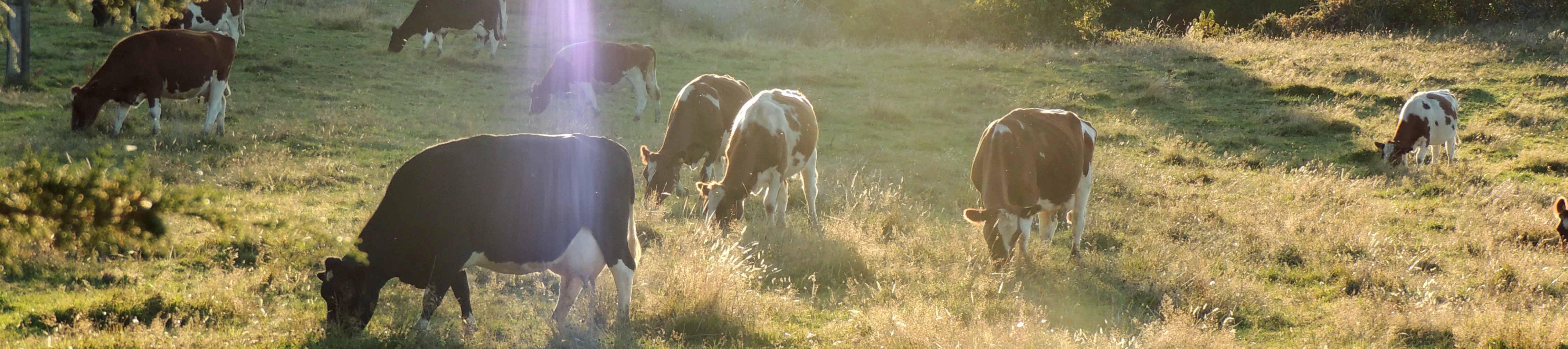 Hållbar djurhållning