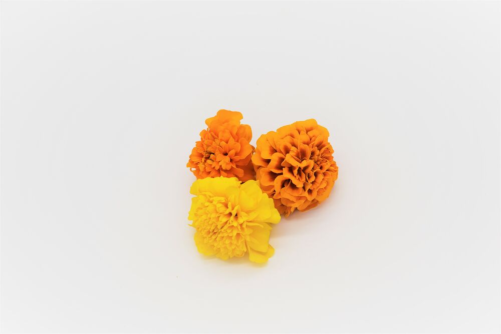 Ätlig blomma tagetes