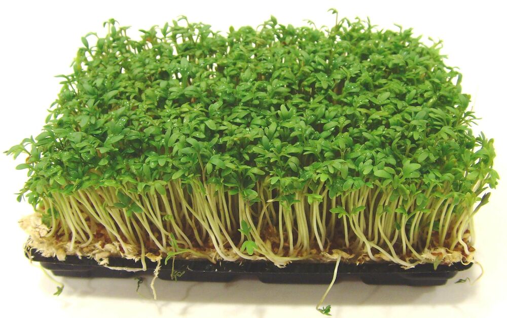 Krasse smörgås EKO