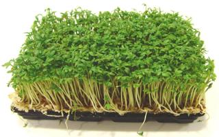 Krasse smörgås EKO