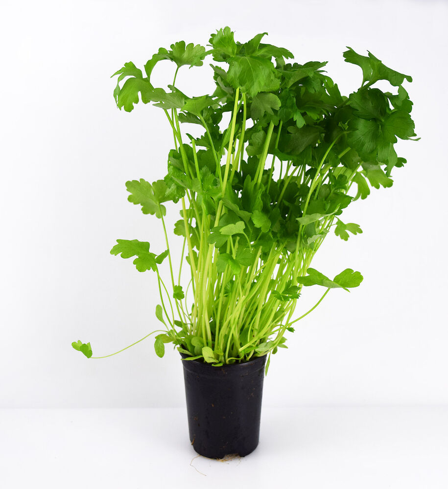 Persilja blad kruka