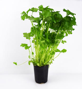Persilja blad kruka