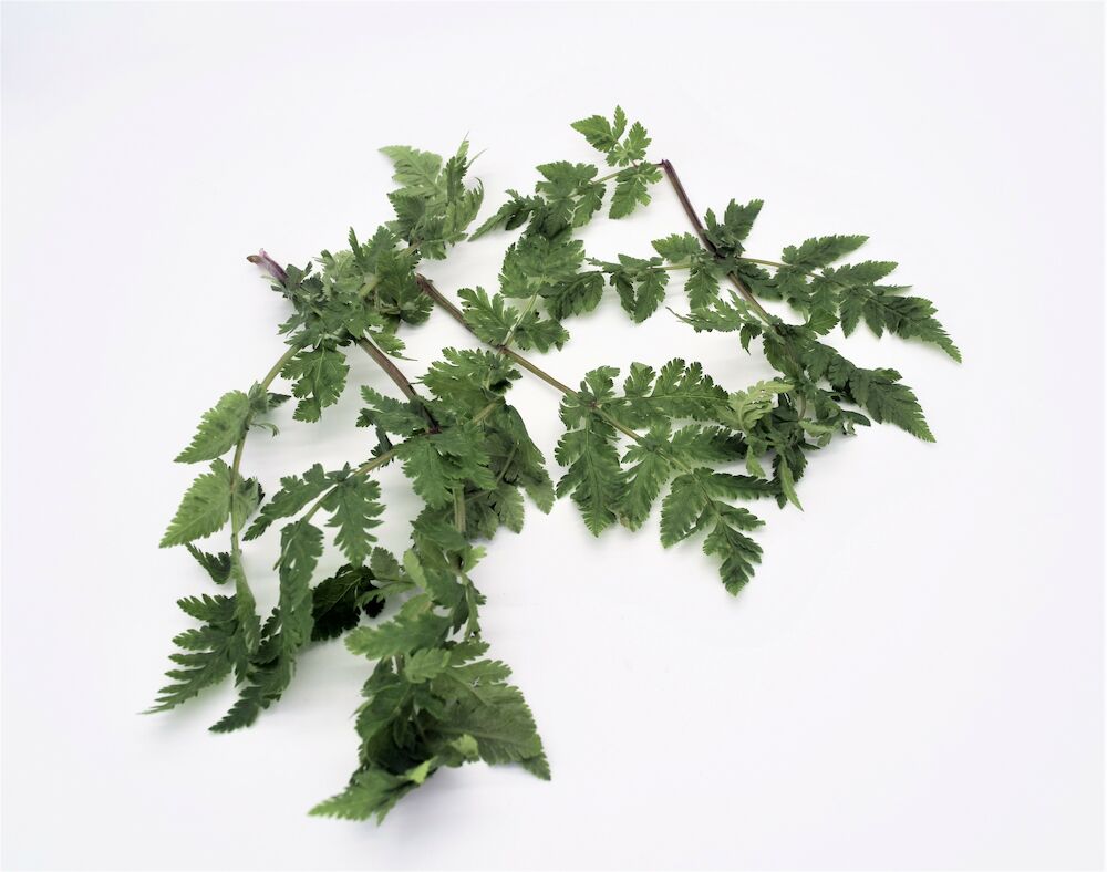 Spansk körvel Sverige