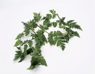 Spansk körvel Sverige