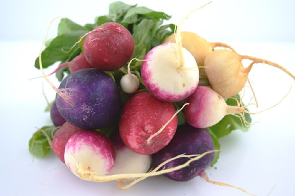 Rädisa knippe multicolor