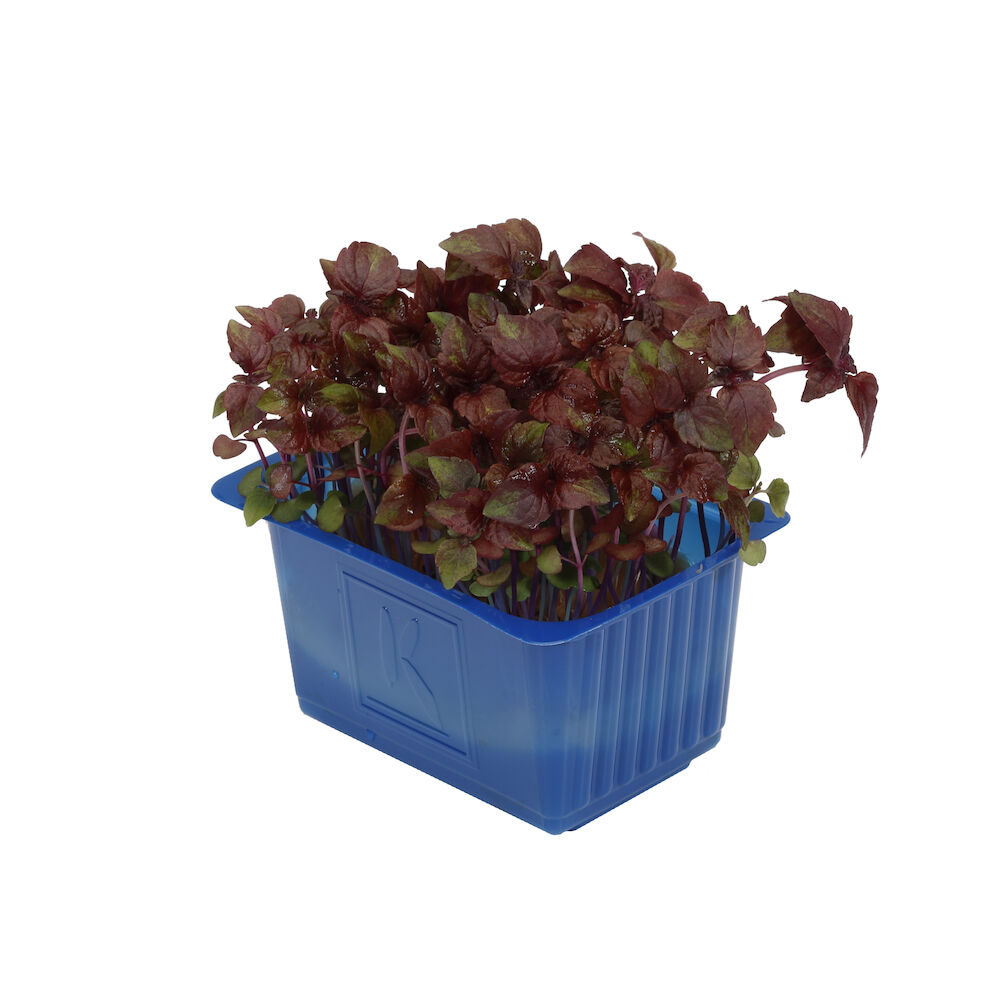 Krasse shiso violette