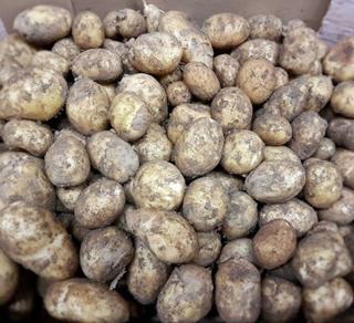 Färskpotatis otvättad SE