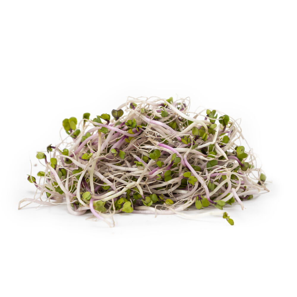 Groddar China rose KRAV SE