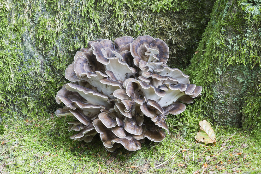 Svamp Korallticka SE