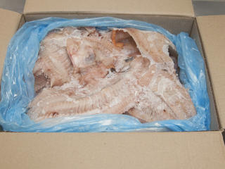 Fiskben för fond sjötunga piggvar