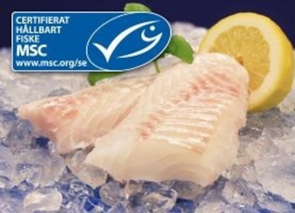 Torskrygg dragspel MSC