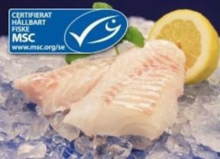 Torskrygg dragspel MSC