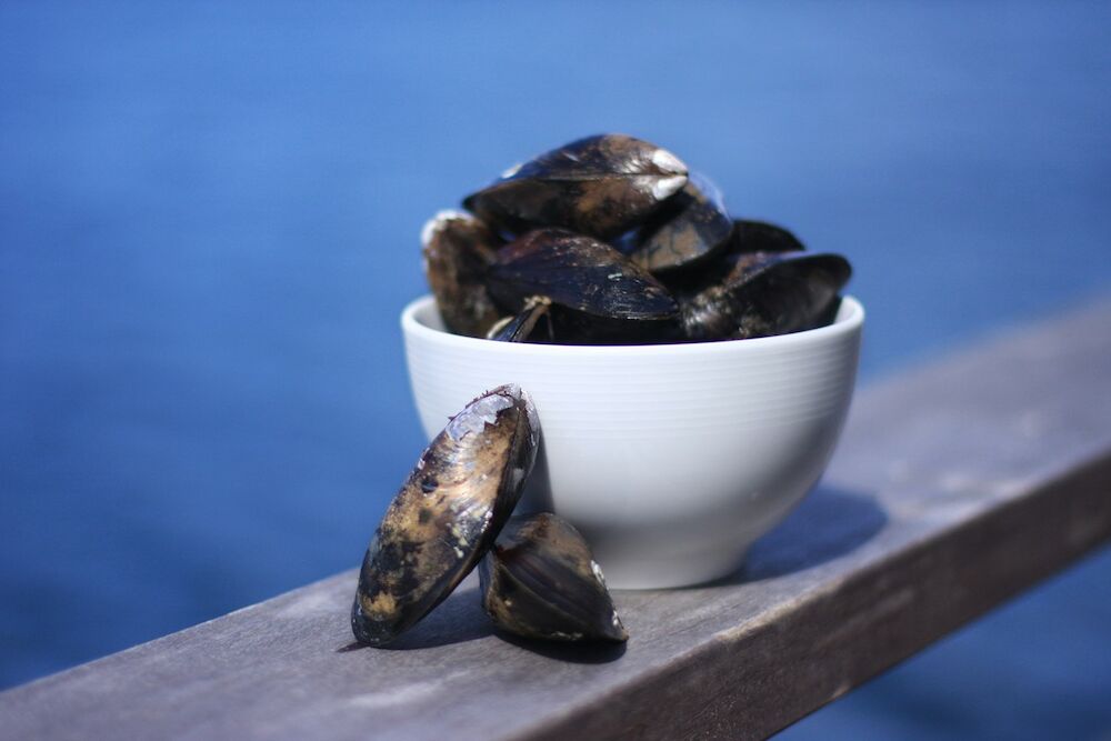 Chilensk Blåmussla I Skal ASC