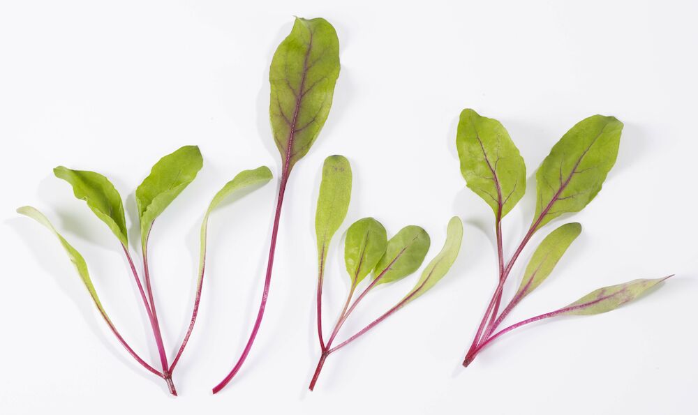 Röd Mangoldskott Sverige