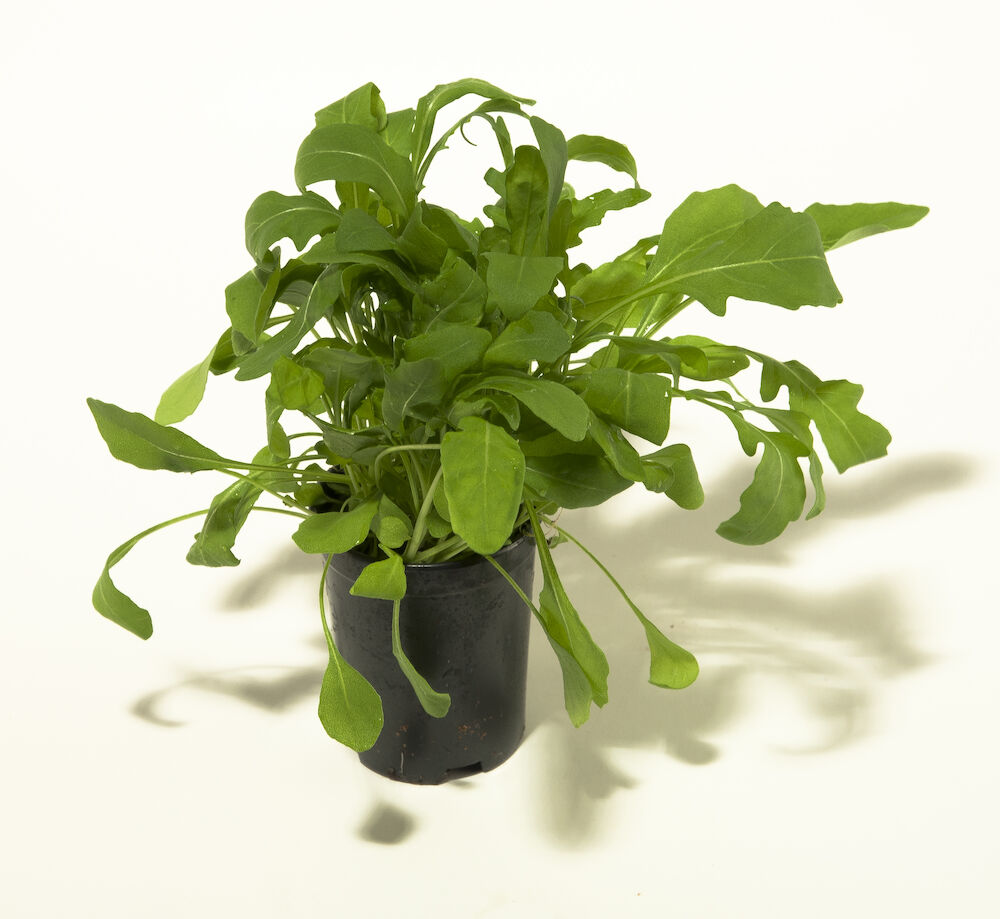 Sallat ruccola kruka  Klass 1