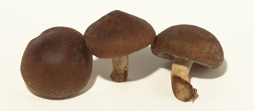 Svamp shiitake EKO