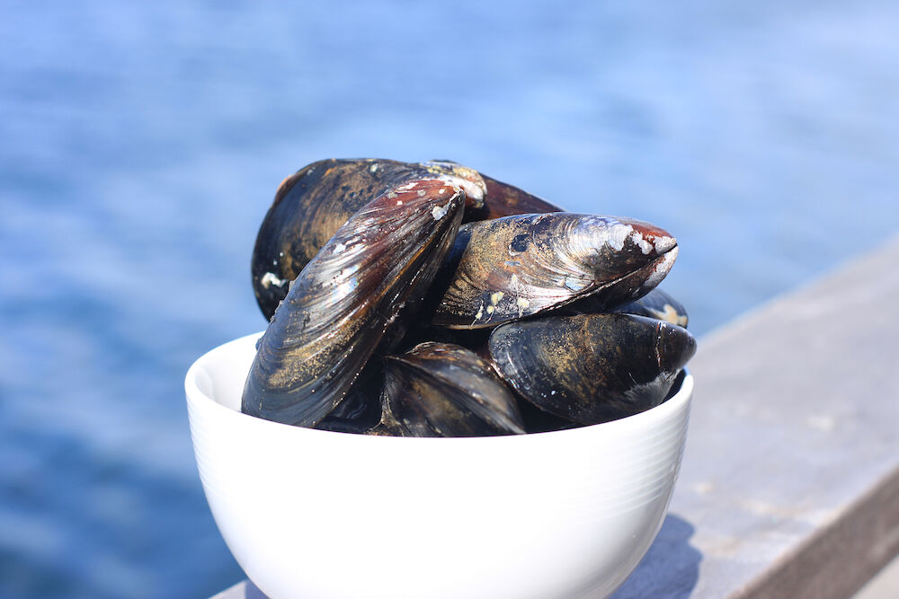 Blåmusslor 1kg/nät