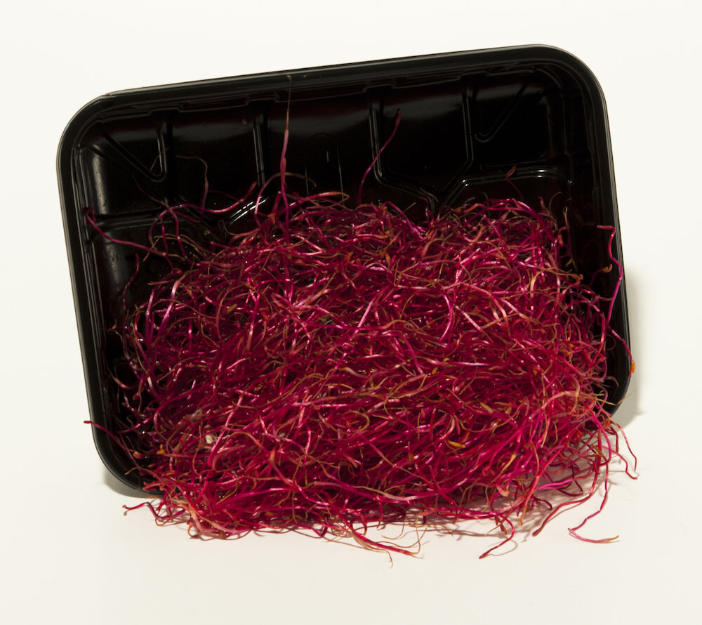 Groddar Rödbeta KRAV SE