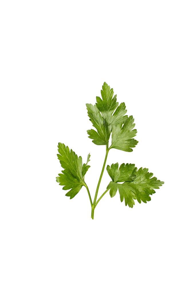 Persilja blad
