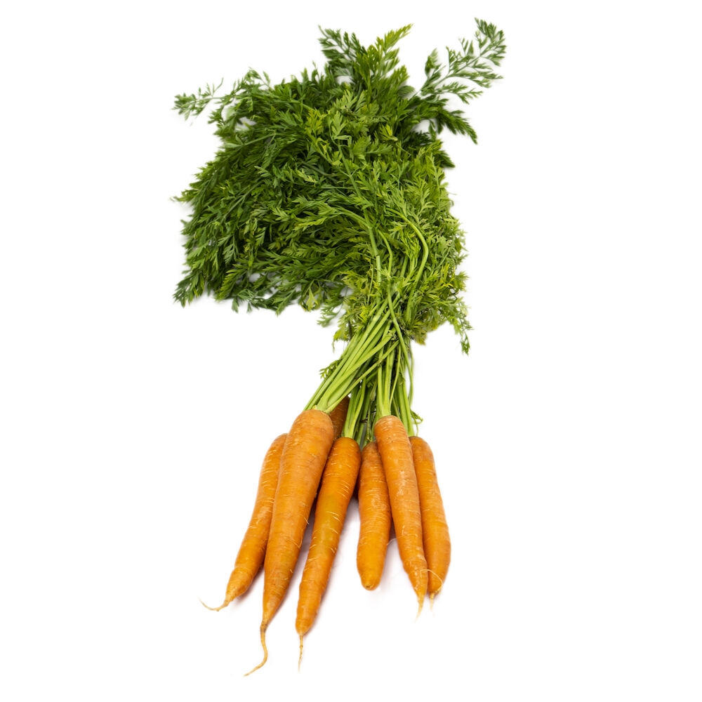 Morot knippe  Klass 1