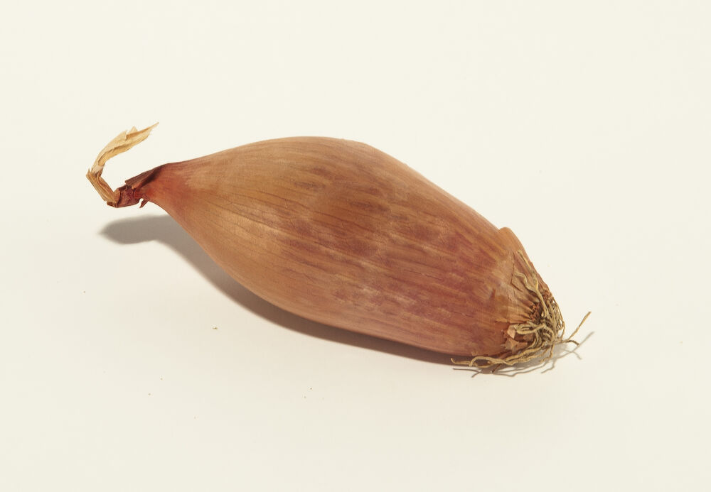 Lök schalotten  Klass 1