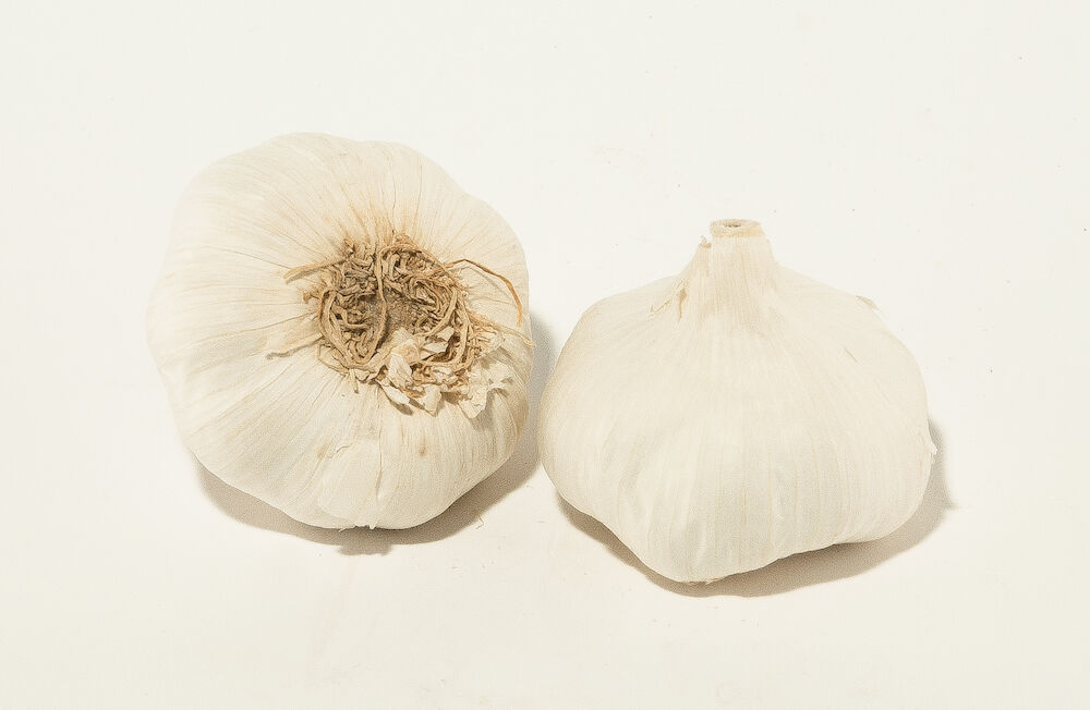 Vitlök