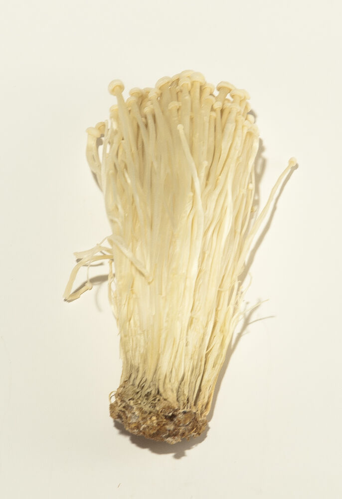 Svamp enoki