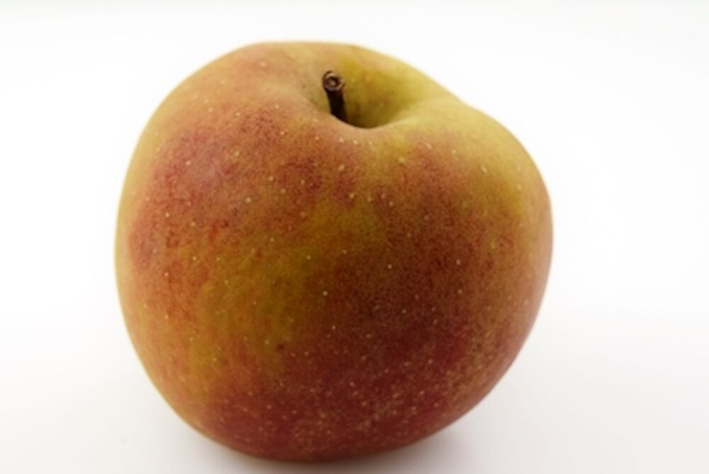 Äpple Belle de Bosco SE  Klass 1