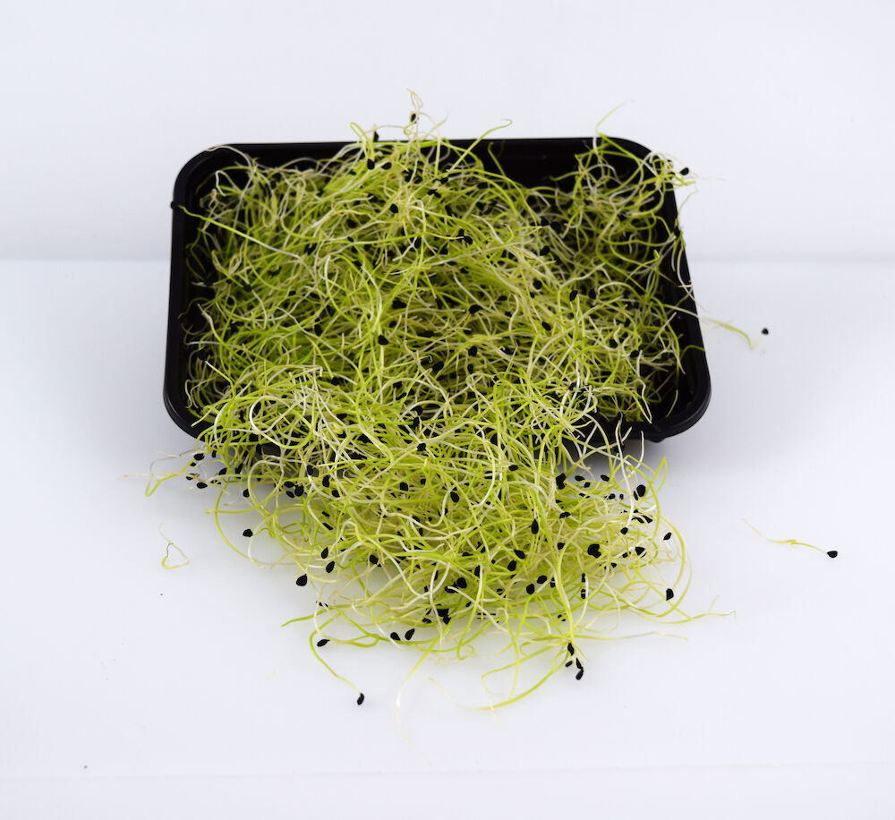 Vitlöksgroddar KRAV SE