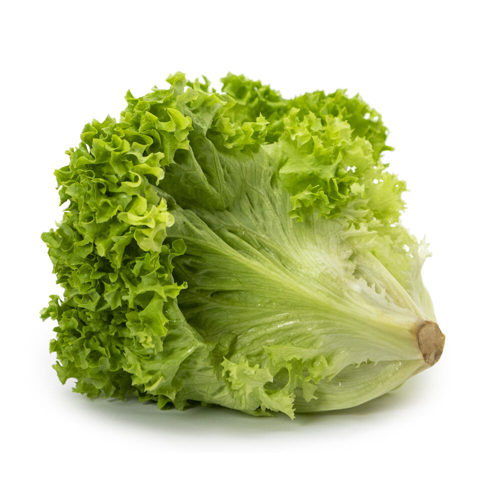 Sallat lollo biondo  Klass 1