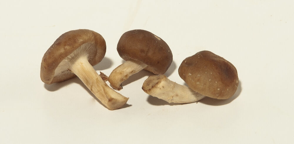 Svamp shiitake mini