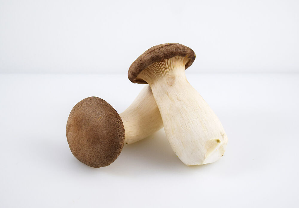 Svamp king oyster
