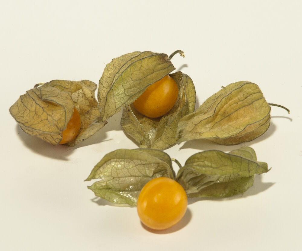 Physalis