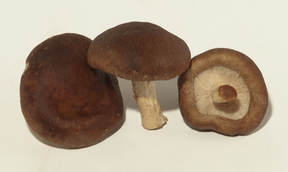 Svamp shiitake