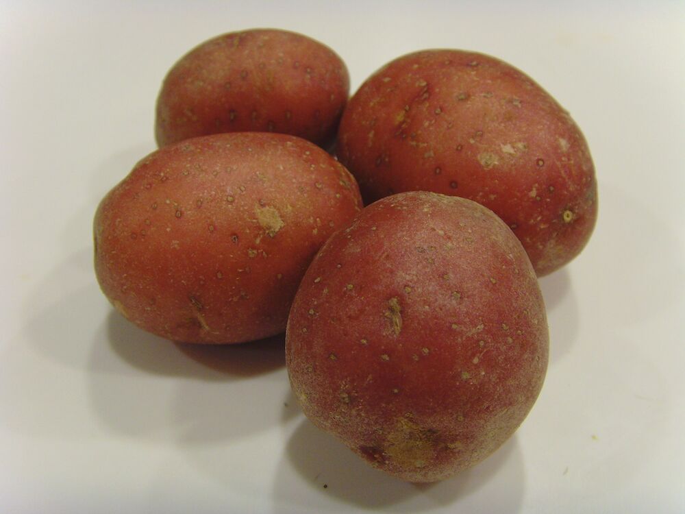 Potatis körsbär tvättad