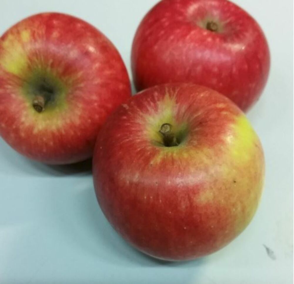 Äpple Frida SE  Klass 1