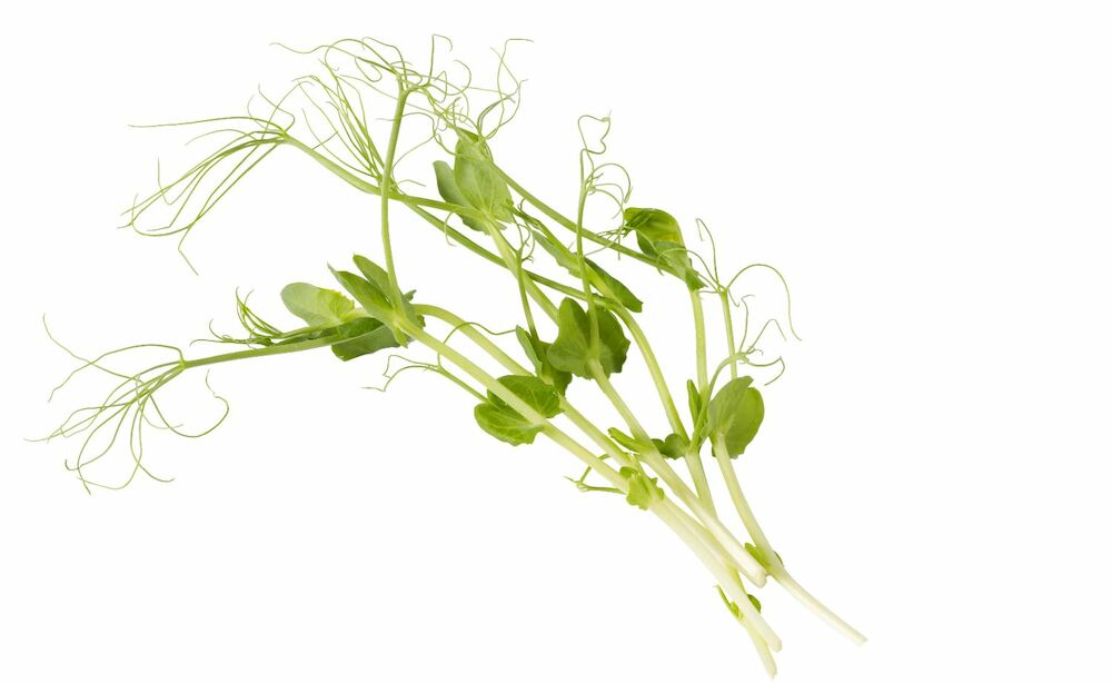 Ärtskott vita ask 100