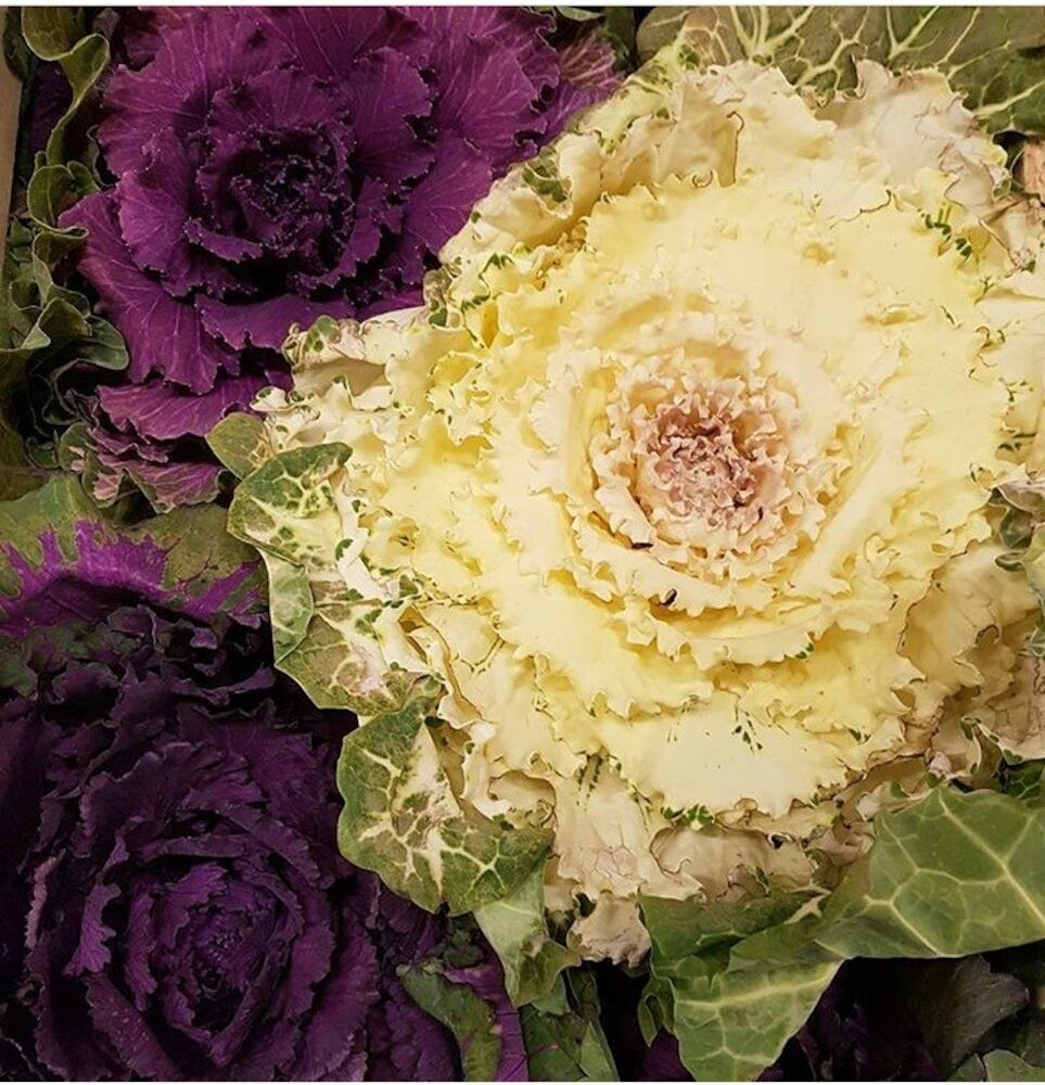Garneringskåls blomma