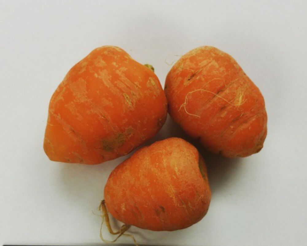 Morot rund Klass 1 SE