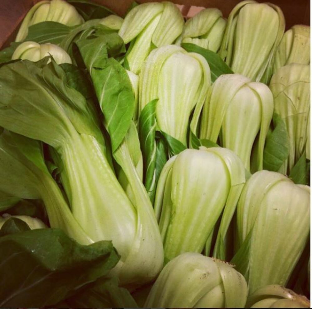 Pak choy Shanghai