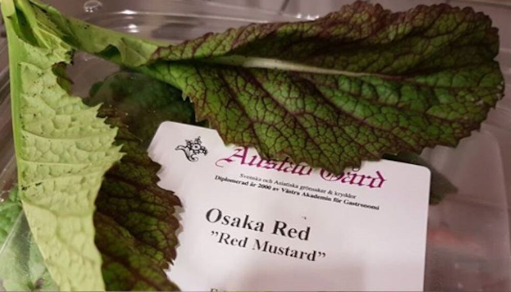 Red Osaka Sverige