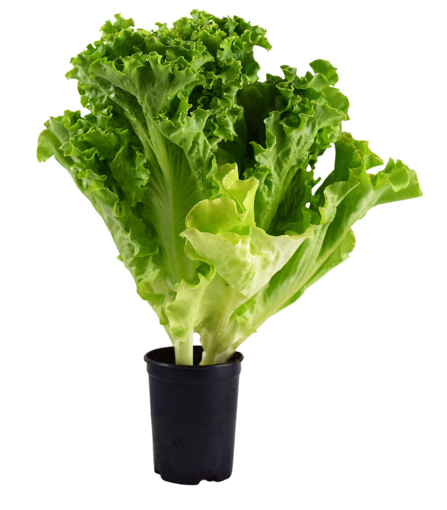 Kruksallad KRAV