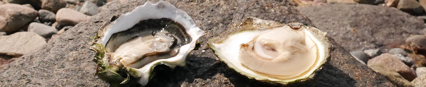 Småskaligt och saltstänkt