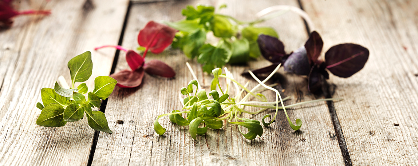 Hantera och förvara örter på bästa sätt