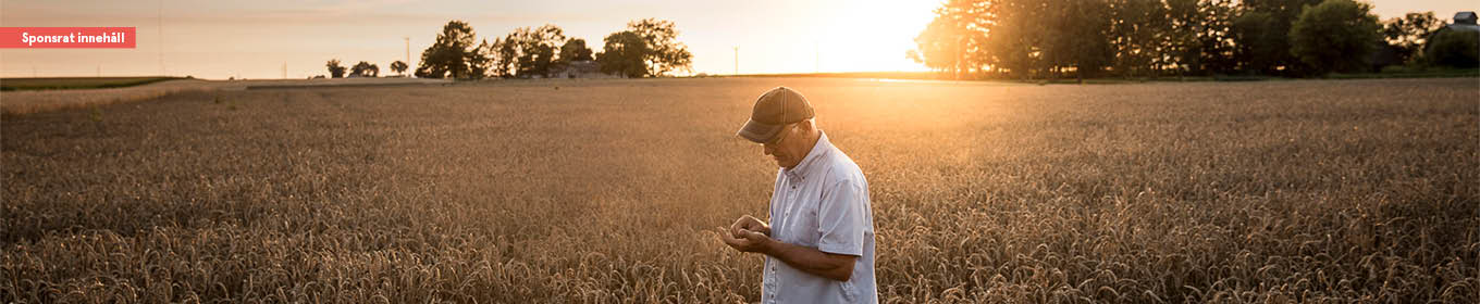 Wasa – ett 100% klimatkompenserat varumärke
