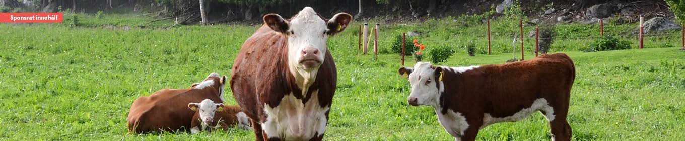Svenskt kött med hög svansföring
