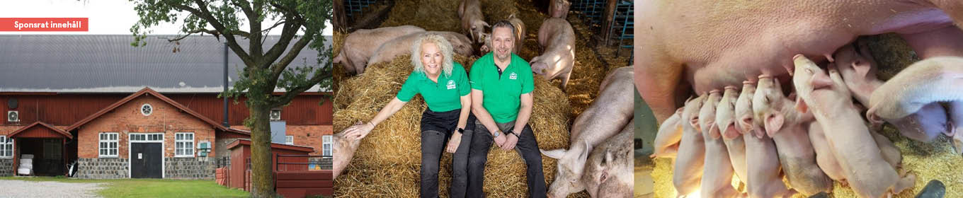 Nibble gårdsgris – en del av Gudruns