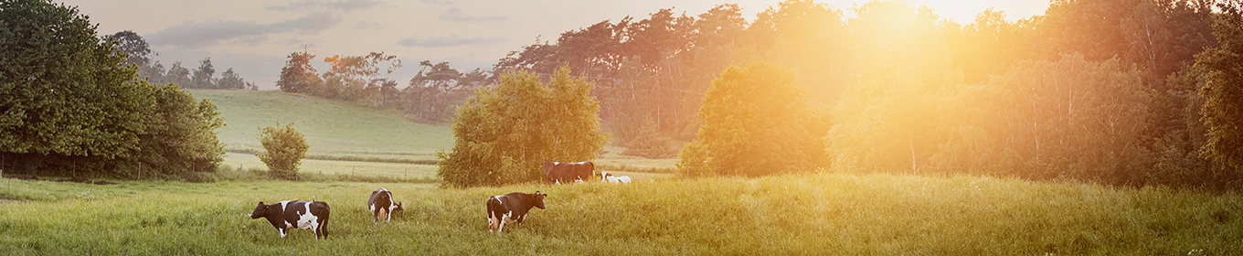 November: Skånemejerier